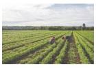 Get Prime Managed Farmland Near Bangalore With Growth From Anugraha Farms