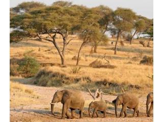 Arusha National Park Day Trip
