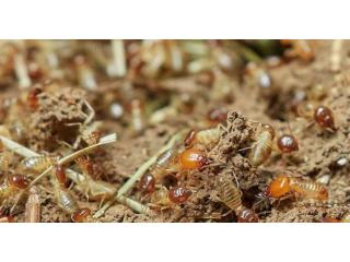 Protect Your Property with a House Borer Beetle Damage Consultant