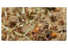 Protect Your Property with a House Borer Beetle Damage Consultant