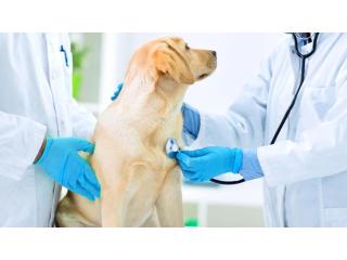 Compassionate Veterinary Care from the Best Animal Hospital in Richmond