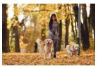 Dog Walkers in Ajmer