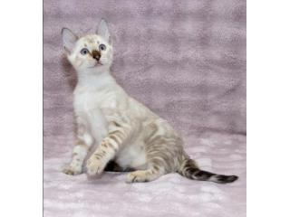 Bengal Kitten gesucht? Hier werden Sie fündig!