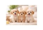 Healthy Male and Female Maltipoo Puppies For Sale