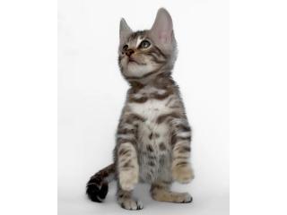 Wildschöne Bengal Katzen – Züchter direkt, mit Stammbaum