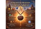 14 Mukhi Rudraksha Astrological Benefits
