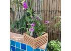 Orchid Baskets: A Beautiful Way to Display Your Favorite Orchids