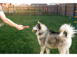 Dog Training Service in Ajmer