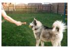 Dog Training Service in Ajmer