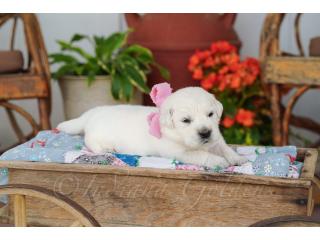 Indiana Golden Retriever Puppies - Loving Family Companions