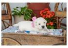 Indiana Golden Retriever Puppies - Loving Family Companions