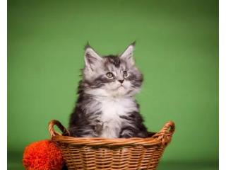 Maine Coon Kittens Near Wisconsin - Find Your Perfect Gentle Giant