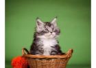 Maine Coon Kittens Near Wisconsin - Find Your Perfect Gentle Giant 