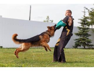 Dog Training Service in Mysore