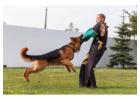 Dog Training Service in Mysore