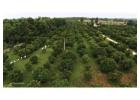 Cheapest Agricultural Land in Tamil Nadu Featuring Managed Timber Rows From Anugraha Farms