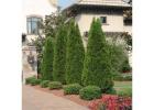 Evergreen Trees Chicago