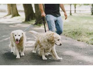 Dog Walkers in Mysore