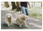 Dog Walkers in Mysore