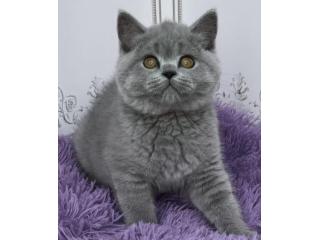 Britisch Kurzhaar Kitten gesucht? Hier werden Sie fündig!