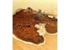 Termites Expert Witnesses for Accurate Damage Reports