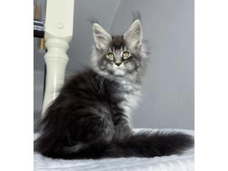Maine Coon Kätzchen kaufen – Reinrassig, gesund & sozialisiert