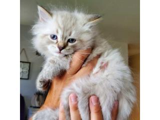 Siberian Kittens For Adoption In Washington