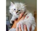 Siberian Kittens For Adoption In Washington