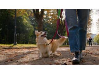 Dog Walkers in Srinagar JK
