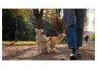 Dog Walkers in Srinagar JK