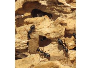 Trusted Carpenter Ant Wood Damage Consultant Services