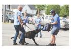 Canine Expert Witness: Dog Behavior Specialist & Dog Bite Incident Analyst