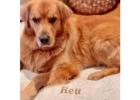Embroidered Dog Blanket for Cozy Comfort & Style