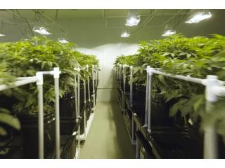 Vinyl grow room panels reflect light evenly for a bright interior