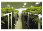 Vinyl grow room panels reflect light evenly for a bright interior