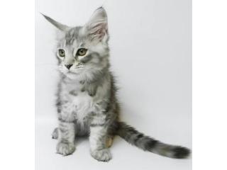 Maine Coon Kitten gesucht? Hier werden Sie fündig!