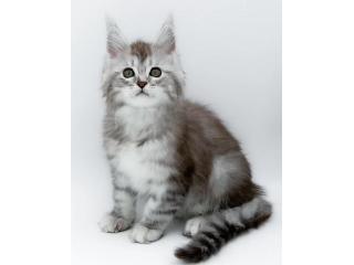 Beeindruckende Maine Coon Katzen – Züchter direkt, geprüfte Gesundheit