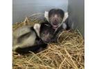Baby Black and White Ruffed Lemur