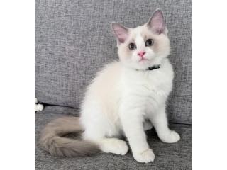 Ragdoll-Kätzchen kaufen – Reinrassig, gesund & liebevoll sozialisiert