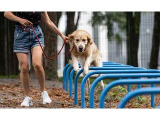 Dog Training Service in Srinagar JK