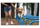 Dog Training Service in Srinagar JK
