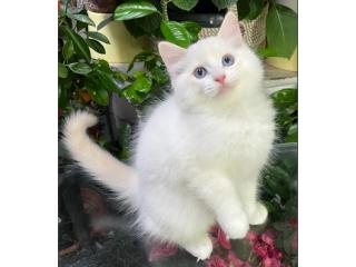 Ragdoll-Kätzchen kaufen – Reinrassig, gesund & liebevoll sozialisiert