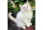 Ragdoll-Kätzchen kaufen – Reinrassig, gesund & liebevoll sozialisiert