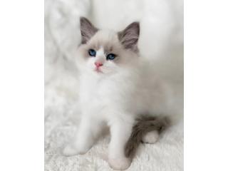 Zauberhafte Ragdoll Katzen – Züchter direkt, geprüfte Gesundheit
