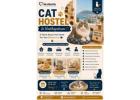 Cat Hostel