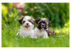 Shih Tzu Puppies For Sale In Bangalore