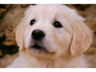 Golden Retriever Puppies for Sale - English Cream Puppies Available