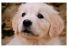 Golden Retriever Puppies for Sale - English Cream Puppies Available