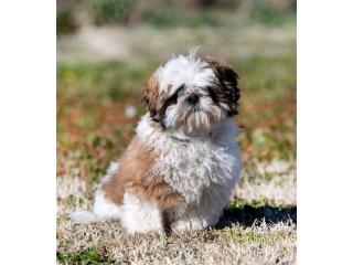 Shih Tzu Puppies For Sale In Hyderabad
