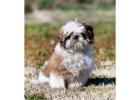 Shih Tzu Puppies For Sale In Hyderabad